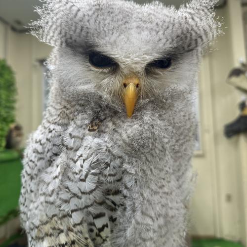 2026-04-18入荷 マレーワシミミズクの販売情報イメージ2